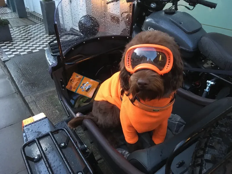 dog sitting on a motorcycle side car seat