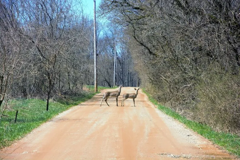 two deer crossing dirt road