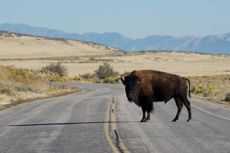 bison crossing road